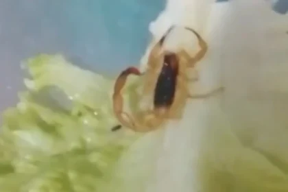 Escorpião na Alface: Alerta de Biossegurança e Prevenção