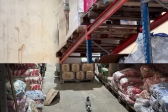 Pragas em Estoque de Supermercado levam Fiscais do Procon registram presença de pombos e fezes de roedores e aves no depósito interditado