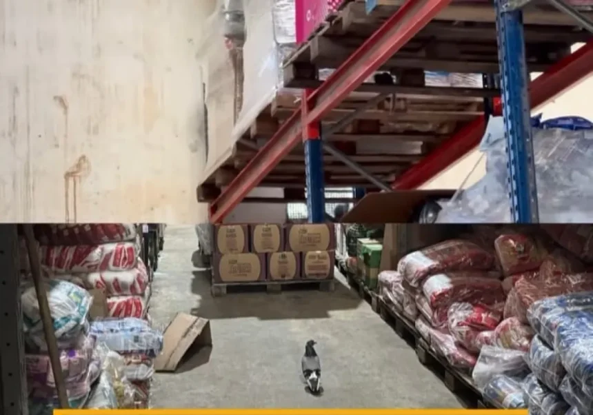 Pragas em Estoque de Supermercado levam Fiscais do Procon registram presença de pombos e fezes de roedores e aves no depósito interditado