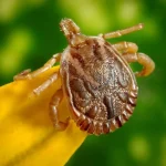 Morte por Febre Maculosa: Alerta Sanitário e Controle