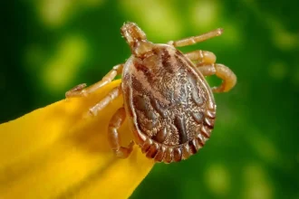 Morte por Febre Maculosa: Alerta Sanitário e Controle