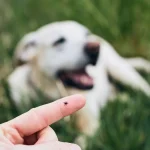 Cães e Febre Maculosa: O Risco Oculto e Prevenção no Lar