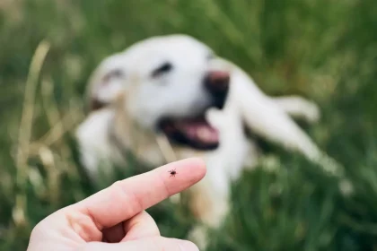 Cães e Febre Maculosa: O Risco Oculto e Prevenção no Lar