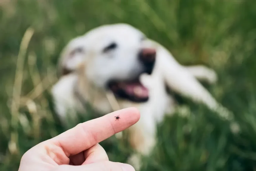 Cães e Febre Maculosa: O Risco Oculto e Prevenção no Lar