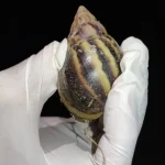 Caramujos Africanos Após Chuvas: Alerta e Controle Seguro