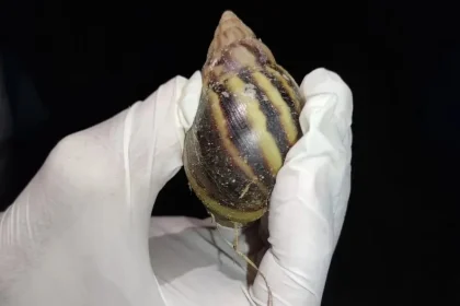 Caramujos Africanos Após Chuvas: Alerta e Controle Seguro