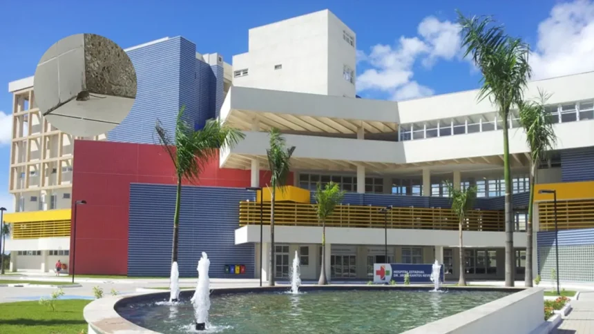 Rato em Hospital: Alerta Máximo na Maternidade e Biossegurança