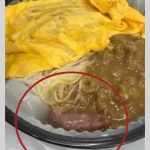 Rato vivo e encontrado em marmita - Pragas e Eventos