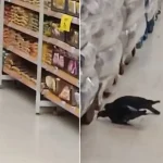 Pombos em supermercado preocupam clientes em São Vicente