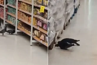 Pombos em supermercado preocupam clientes em São Vicente