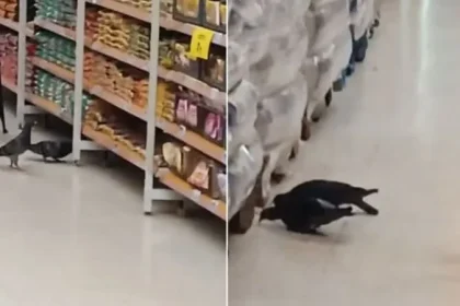 Pombos em supermercado preocupam clientes em São Vicente