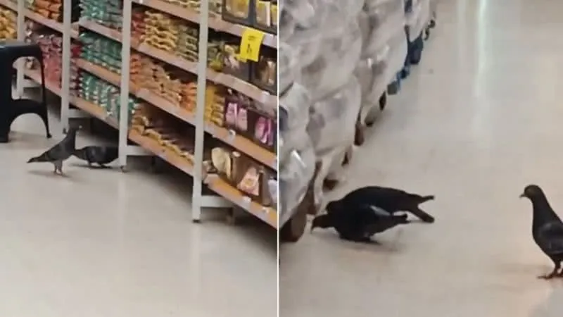 Pombos em supermercado preocupam clientes em São Vicente