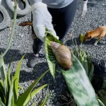 Caramujo-africano em Gaspar aumenta após as chuvas. Entenda os riscos sanitários, como fazer a coleta segura e prevenir novas infestações